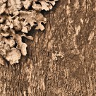 Old Fence